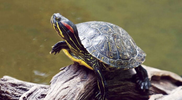 Τι τρώνε τα χελωνάκια νερού: Ο απόλυτος οδηγός για υγιή κατοικίδια