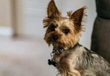 Τι πρέπει να έχει πάντα το φαρμακείο του σκύλου σου