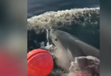 Φλόριντα: Τον μεγαλύτερο λευκό καρχαρία έπιασαν οι ερευνητές – Του τοποθέτησαν πομπό