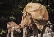 Λέσβος: Τρία νέα κρούσματα αφθώδους πυρετού σε πρόβατα και βοοειδή