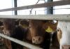 Αφθώδης πυρετός: Επιβεβαιωμένο κρούσμα σε βοoειδή στη Λέσβο – Σχέδιο έκτακτης ανάγκης από το υπουργείο Αγροτικής Ανάπτυξης