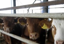 Αφθώδης πυρετός: Επιβεβαιωμένο κρούσμα σε βοoειδή στη Λέσβο – Σχέδιο έκτακτης ανάγκης από το υπουργείο Αγροτικής Ανάπτυξης