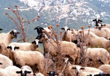 Μυτιλήνη: Ραντεβού με Μητσοτάκη ζητά ο δήμαρχος Δυτικής Λέσβου για τον αφθώδη πυρετό σε ζώα του νησιού