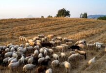 Λέσβος: Σε ισχύ έως τις 15 Μαΐου τα μέτρα για τον αφθώδη πυρετό μετά από κρούσμα σε ζώο