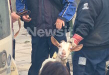 Αμπελόκηποι: Δεκάδες κοτόπουλα, πτηνά και κατσίκες εντοπίστηκαν σε διαμέρισμα έπειτα από καταγγελία για παράνομη εκτροφή