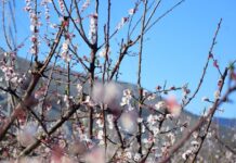 Εαρινή ισημερία 2026: Σήμερα μπαίνει και επίσημα η άνοιξη στο βόρειο ημισφαίριο