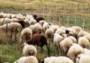 Ευλογιά των αιγοπροβάτων: Οι λόγοι πίσω από την έξαρση – Τι θα γίνει με τις σφαγές για το Πάσχα