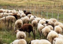 Ευλογιά των αιγοπροβάτων: Οι λόγοι πίσω από την έξαρση – Τι θα γίνει με τις σφαγές για το Πάσχα