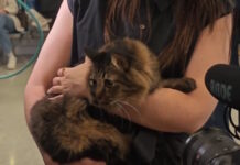 Επαναπατρίστηκαν άλλοι 101 Έλληνες με τα 47 κατοικίδια τους, με ειδική πτήση από τη Μέση Ανατολή