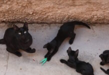 Αδιανόητη κτηνωδία στην Εύβοια: Σκότωσαν 20 γάτες και άλλες 10 έχουν εξαφανιστεί