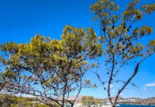 Καιρός αύριο: Ανοιξιάτικο σκηνικό με τη θερμοκρασία στους 19 βαθμούς