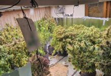 Θεσσαλονίκη: Είχαν μετατρέψει μονοκατοικία σε εργαστήριο υδροπονικής κάνναβης – Δύο συλλήψεις