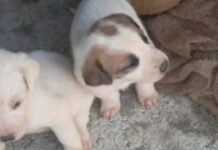 Αμαλιάδα: Τσουβάλιασαν κουτάβια και τα πέταξαν μέσα σε λίμνη