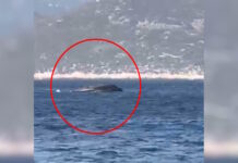 Καστελόριζο: Βίντεο από τη στιγμή της βύθισης του σκάφους της Frontex – Στο νοσοκομείο Ρόδου η πρέσβης της Εσθονίας