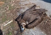 Νεκροί μαυρογύπες και λύκος στο Δάσος της Δαδιάς από πιθανή δηλητηρίαση