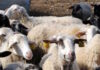 Λέσβος: Οκτώ νέα κρούσματα αφθώδους πυρετού σε κτηνοτροφικές μονάδες – Συνολικά έφτασαν τα 13