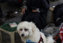 Πτήση επαναπατρισμού Αθήνα-Ντουμπάι από το ΥΠΕΞ για κατοικίδια και τους ιδιοκτήτες τους