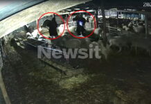 Θεσσαλονίκη: «Μπούκαραν» σε κτηνοτροφική μονάδα, άρπαξαν 7 πρόβατα και εξαφανίστηκαν – Βίντεο ντοκουμέντα