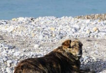 Χανιά: Η συγκινητική ιστορία της «Μπέλλας», του «Χάτσικο» της Παλαιόχωρας