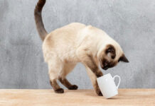 Συμπεριφορά γάτας: Γιατί ρίχνει αντικείμενα από το τραπέζι;