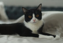 Τα φαγητά του Πάσχα που είναι επικίνδυνα για τα κατοικίδια και πρέπει να αποφύγεις