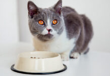 Ηλικιωμένη γάτα: Τι πρέπει να τρώει για να μείνει υγιής