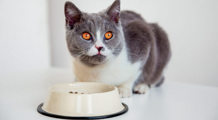 Ηλικιωμένη γάτα: Τι πρέπει να τρώει για να μείνει υγιής