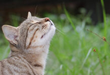 Γιατί η γάτα σου φεύγει τρέχοντας; Οι μυρωδιές που δεν αντέχει με τίποτα