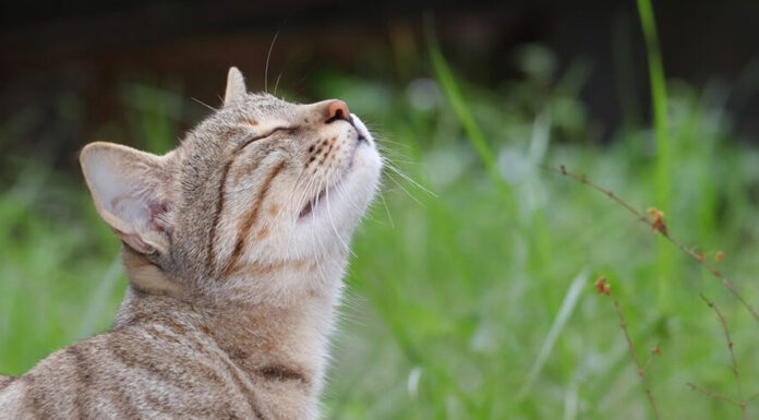 Γιατί η γάτα σου φεύγει τρέχοντας; Οι μυρωδιές που δεν αντέχει με τίποτα
