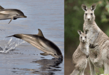 Μωρά και μητέρες στη φύση: Γιατί μερικά μικρά δεν επιβιώνουν με τη μαμά τους;