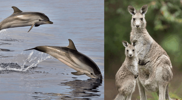 Μωρά και μητέρες στη φύση: Γιατί μερικά μικρά δεν επιβιώνουν με τη μαμά τους;