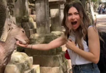 Αποστολία Ζώη: To bucket list που δεν ήξερε πως είχε με τα ελάφια της Nara στην Ιαπωνία