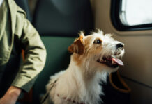 Πάσχα με το κατοικίδιό σου: Το μυστικό για αποδράσεις χωρίς άγχος