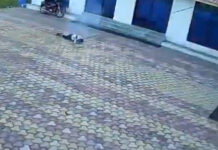 Ινδία: Άνδρας σκοτώθηκε από ηλεκτροπληξία ενώ προσπαθούσε να διώξει μαϊμού