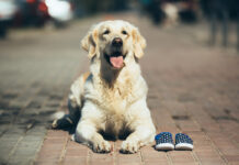 Σκυλιά και παπούτσια… Ένας συνδυασμός που ρίχνει το διαδίκτυο αλλά και προβληματίζει