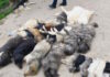Χαλκιδική: Κτηνωδία με μαζική θανάτωση σκύλων, τους έδωσαν δηλητηριασμένα δολώματα