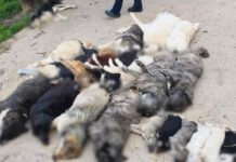 Χαλκιδική: Κτηνωδία με μαζική θανάτωση σκύλων, τους έδωσαν δηλητηριασμένα δολώματα