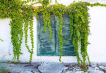 4 αναρριχώμενα φυτά που θα φυτέψετε τώρα και μπορούν να καλύψουν γρήγορα πέργκολες, τοίχους και φράχτες