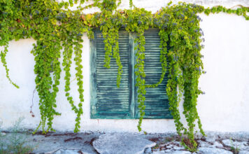 4 αναρριχώμενα φυτά που θα φυτέψετε τώρα και μπορούν να καλύψουν γρήγορα πέργκολες, τοίχους και φράχτες