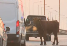 Θεσσαλονίκη: Αγελάδα ξέφυγε και έκανε βόλτες στην εθνική οδό στο ύψος της Σίνδου