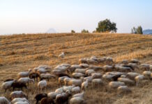 Υπουργείο Αγροτικής Ανάπτυξης και Τροφίμων: Δύο νέα κρούσματα αφθώδους πυρετού εντοπίστηκαν στη Λέσβο