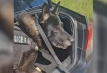 Θεσσαλονίκη: Αστυνομικός σκύλος μυρίστηκε πάνω από ένα κιλό κοκαΐνης σε πορτ μπαγκάζ αυτοκινήτου