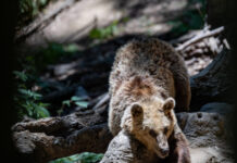 Αρκούδα «κόβει βόλτες» στο Ωραιόκαστρο κοντά σε κατοικημένες περιοχές – Έκτακτη ανακοίνωση από τον Δήμο