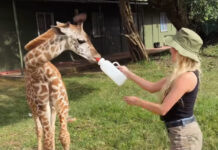 Παναγιώταρου: Ταϊζει ένα μωρό καμηλοπάρδαλη με μπιμπερό στην πιο memorable στιγμή της στην Κένυα