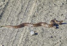 Σύρος: 13χρονος νοσηλεύεται σε σοβαρή κατάσταση μετά από δάγκωμα οχιάς