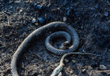 Σύρος: Σε νοσοκομείο της Αθήνας ο 13χρονος που σήκωσε οχιά και τον δάγκωσε – Η ανακοίνωση του νοσοκομείου