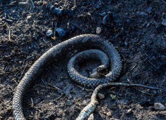 Σύρος: Σε νοσοκομείο της Αθήνας ο 13χρονος που σήκωσε οχιά και τον δάγκωσε – Η ανακοίνωση του νοσοκομείου