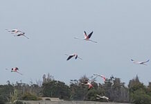 Πάρος: Εντυπωσιακά φλαμίνγκο «ζωγράφισαν» τον ουρανό του νησιού