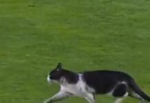 Πορτογαλία: Μία γάτα διέκοψε τον αγώνα Εστρέλα Αμαδόρα – Σπόρτινγκ Λισαβόνας