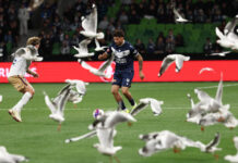 Αυστραλία: «Εισβολή» γλάρων δημιούργησε χάος σε ποδοσφαιρικό αγώνα